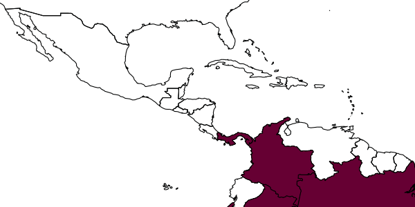map of Ageniella fallax     (Arlé, 1947)